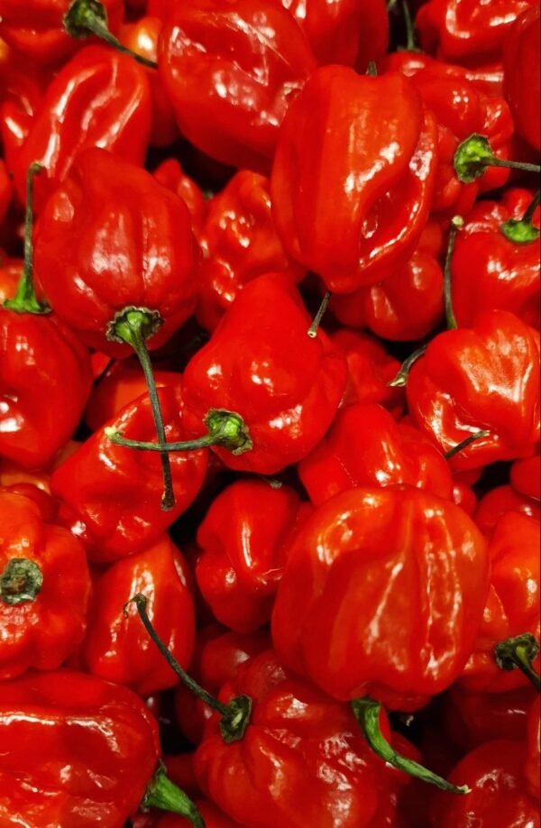 Fresh Scotch Bonnet Peppers (Atarodo / Habanero) – Bag/Box