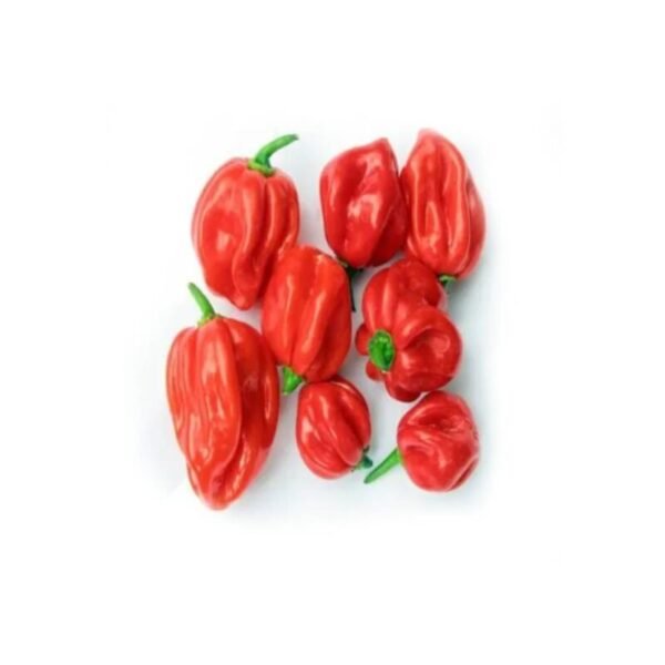 Fresh Scotch Bonnet Peppers (Atarodo / Habanero) – Bag/Box - Image 3